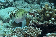 Acanthurus triostegus Chirurgien a raies noires-Maldives Maamgili beyru-19m-20240426-da-DSC_7126_tn